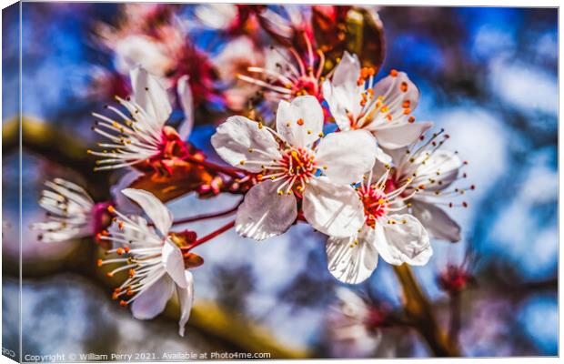 Pink Cherry Plum Blossom Blooming Macro Washington Canvas Print by William Perry
