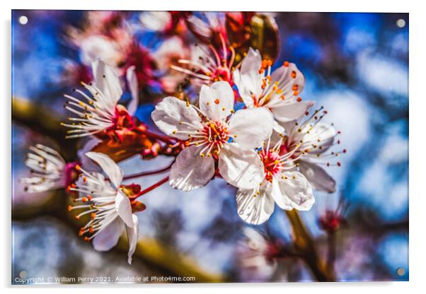 Pink Cherry Plum Blossom Blooming Macro Washington Acrylic by William Perry