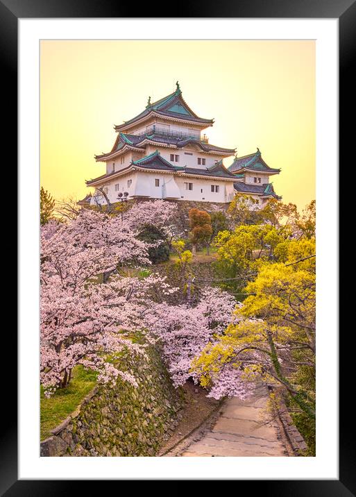 Wakayama castle during cherry-blossom Sakura season, Japan Framed Mounted Print by Mirko Kuzmanovic