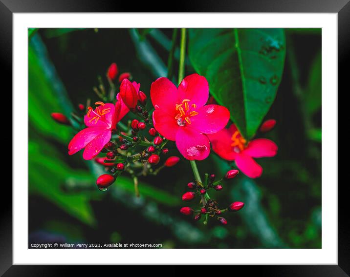 Pink Peregrina Spicy Jatropha Easter Island Chile Framed Mounted Print by William Perry