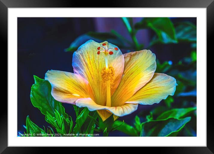 Light Yellow Pink Tropical Hibiscus Flower Easter Island Chile Framed Mounted Print by William Perry