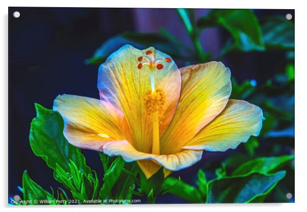 Light Yellow Pink Tropical Hibiscus Flower Easter Island Chile Acrylic by William Perry