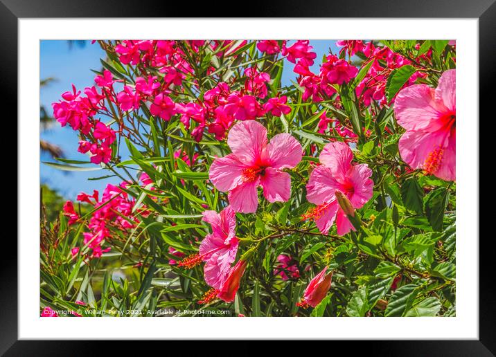 Seminole Pink Tropical Hibiscus Flowers Easter Island Chile Framed Mounted Print by William Perry