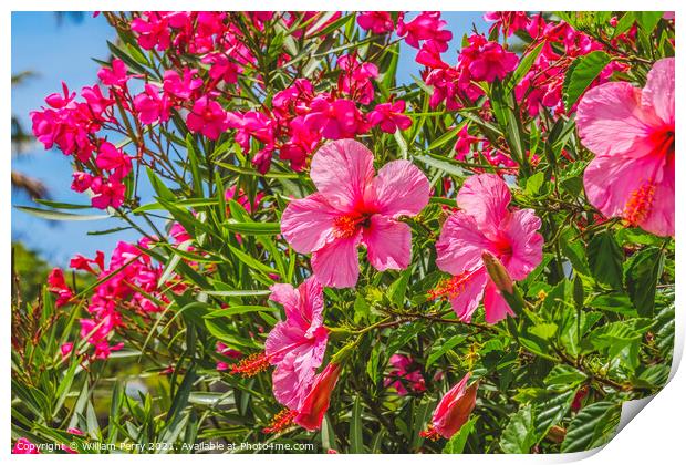Seminole Pink Tropical Hibiscus Flowers Easter Island Chile Print by William Perry