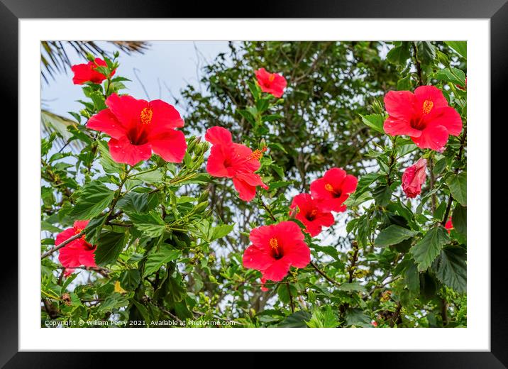 Red Painted Lady Tropical Hibiscus Flowers Easter Island Chile Framed Mounted Print by William Perry