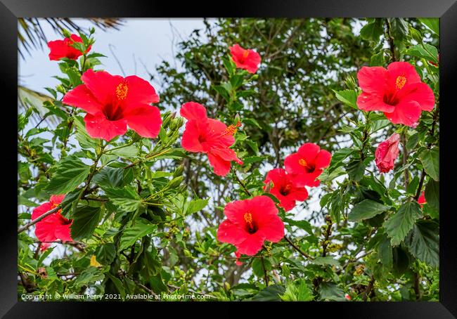 Red Painted Lady Tropical Hibiscus Flowers Easter Island Chile Framed Print by William Perry