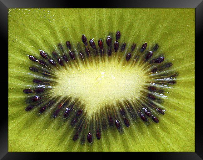 KIWI Framed Print by Kevin Sung