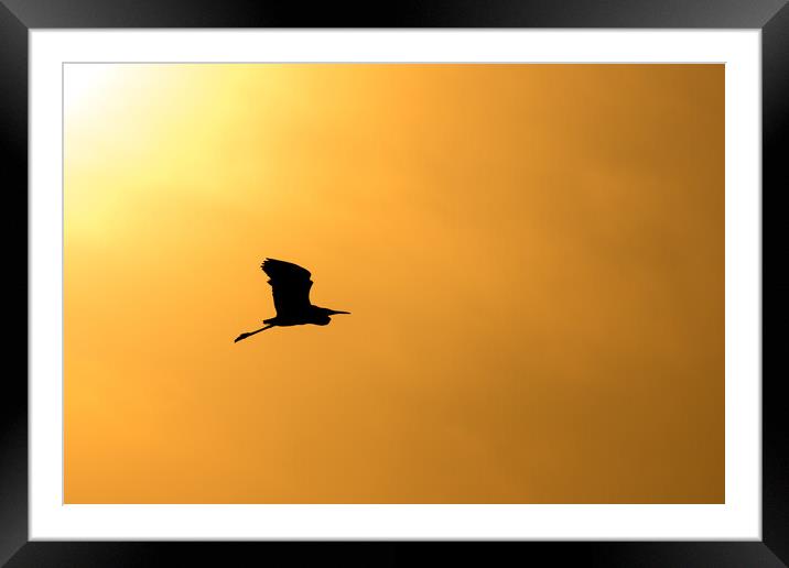 Silhouette of an egret flying against the sunset sky Framed Mounted Print by Mirko Kuzmanovic