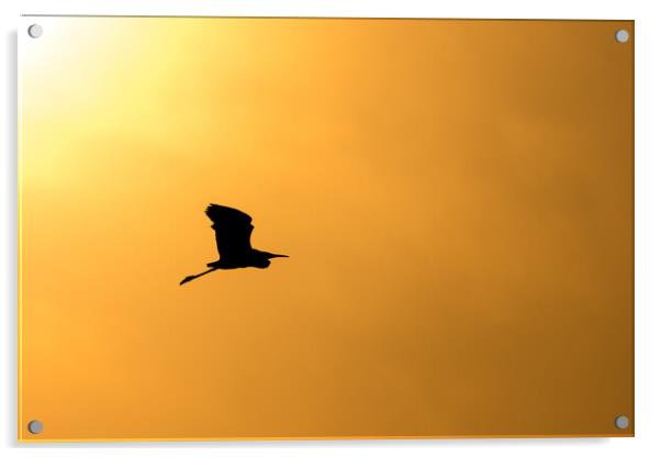 Silhouette of an egret flying against the sunset sky Acrylic by Mirko Kuzmanovic