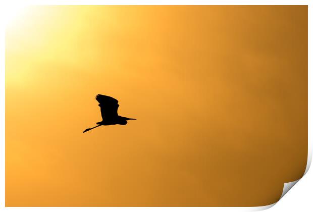 Silhouette of an egret flying against the sunset sky Print by Mirko Kuzmanovic