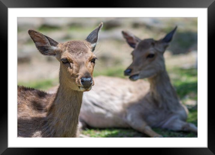 Cute Deer in Nara Deer Park in Nara, Japan Framed Mounted Print by Mirko Kuzmanovic