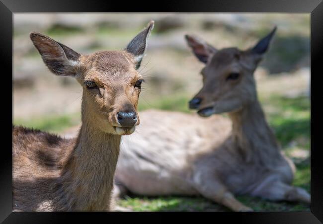 Cute Deer in Nara Deer Park in Nara, Japan Framed Print by Mirko Kuzmanovic