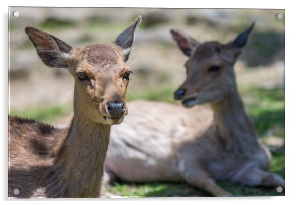 Cute Deer in Nara Deer Park in Nara, Japan Acrylic by Mirko Kuzmanovic
