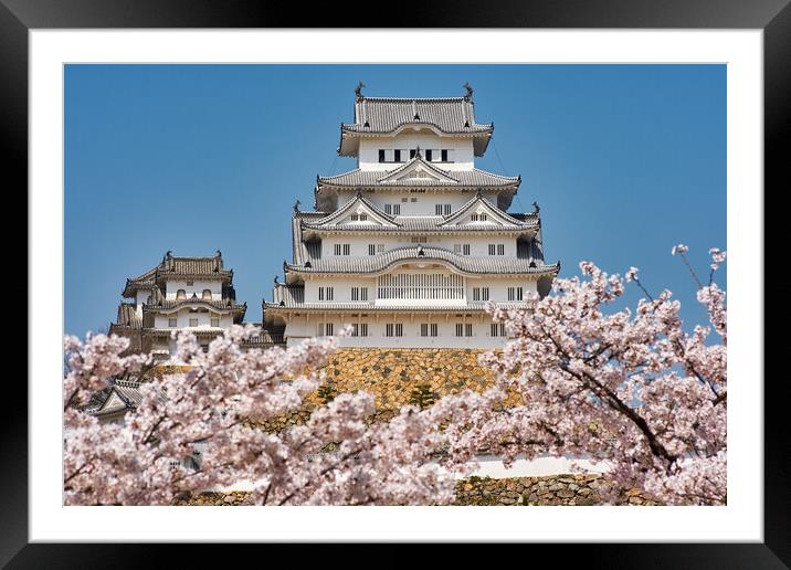 Himeji castle during the cherry blossom sakura season Framed Mounted Print by Mirko Kuzmanovic