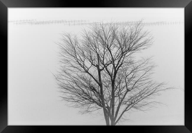 Lonely tree in a fog in front of lake Hamana in Shizuoka Prefecture of Japan Framed Print by Mirko Kuzmanovic