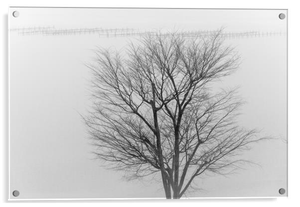 Lonely tree in a fog in front of lake Hamana in Shizuoka Prefecture of Japan Acrylic by Mirko Kuzmanovic