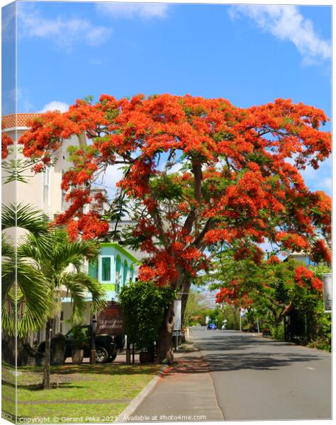 Flame tree in Mauritius Canvas Print by Gerard Peka