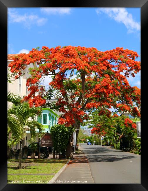 Flame tree in Mauritius Framed Print by Gerard Peka