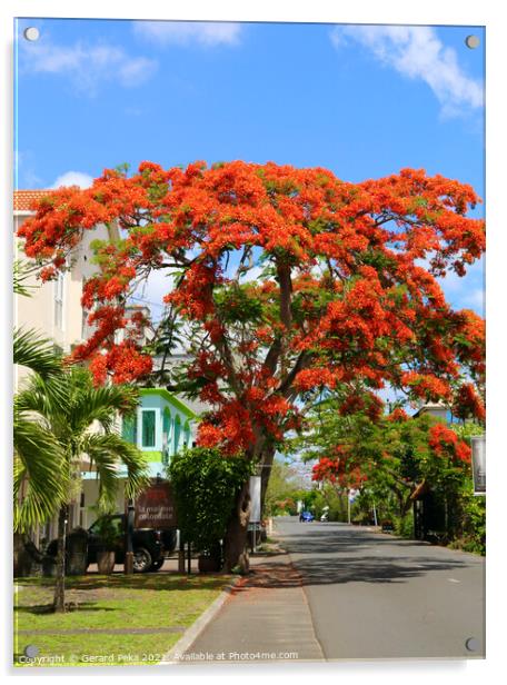 Flame tree in Mauritius Acrylic by Gerard Peka