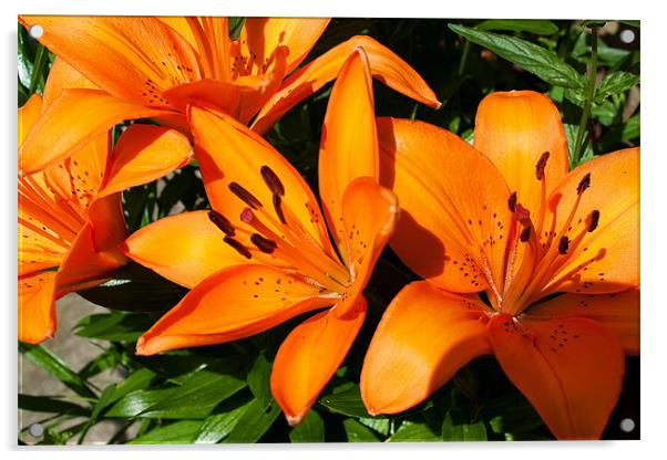 Orange Lilies Acrylic by Ian Jeffrey