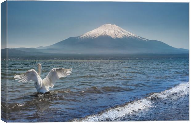 White Swan swimming in the Lake Kawaguchi with Mt. Fuji in the background, Japan Canvas Print by Mirko Kuzmanovic