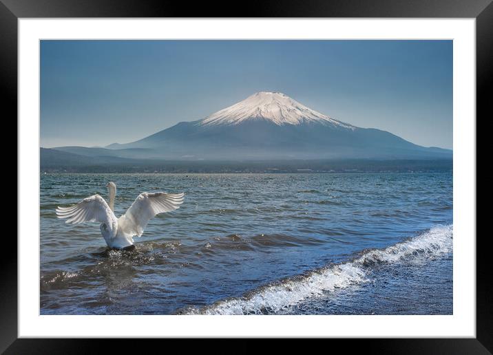 White Swan swimming in the Lake Kawaguchi with Mt. Fuji in the background, Japan Framed Mounted Print by Mirko Kuzmanovic