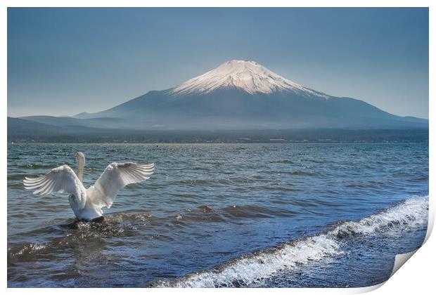 White Swan swimming in the Lake Kawaguchi with Mt. Fuji in the background, Japan Print by Mirko Kuzmanovic