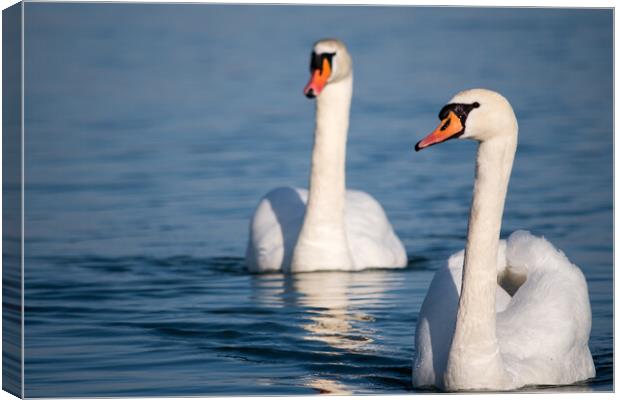 White swans swimming in the Danube river in Serbia Canvas Print by Mirko Kuzmanovic