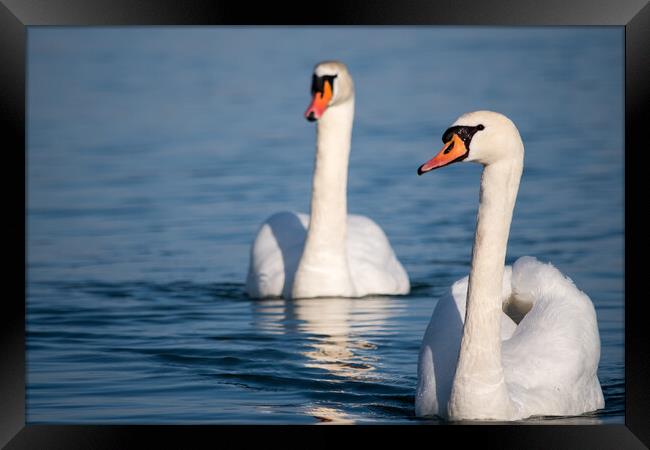 White swans swimming in the Danube river in Serbia Framed Print by Mirko Kuzmanovic
