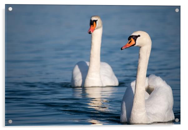White swans swimming in the Danube river in Serbia Acrylic by Mirko Kuzmanovic