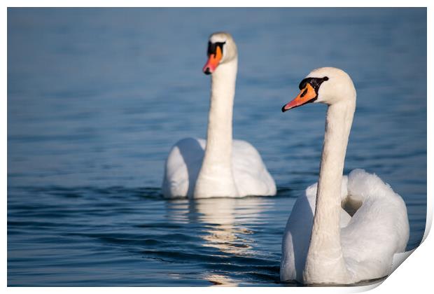 White swans swimming in the Danube river in Serbia Print by Mirko Kuzmanovic