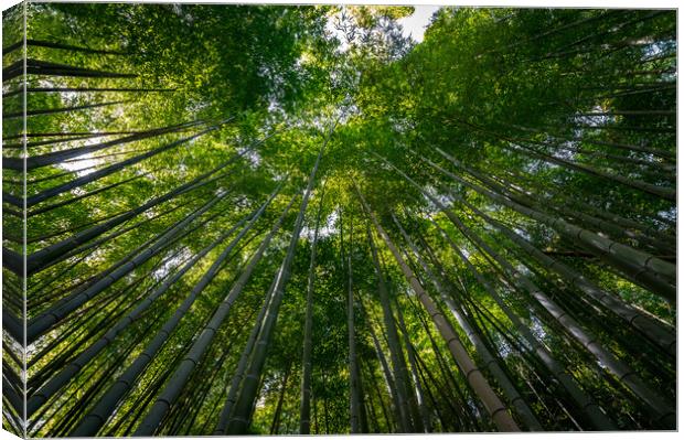 Arashiyama Bamboo forest in Kyoto Canvas Print by Mirko Kuzmanovic