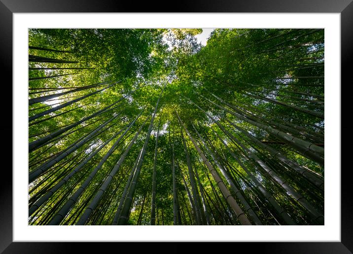 Arashiyama Bamboo forest in Kyoto Framed Mounted Print by Mirko Kuzmanovic