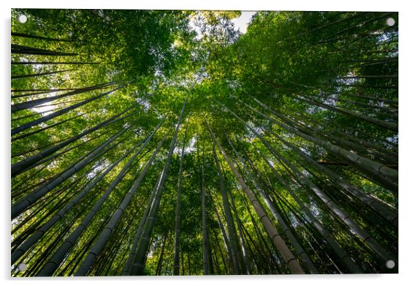Arashiyama Bamboo forest in Kyoto Acrylic by Mirko Kuzmanovic