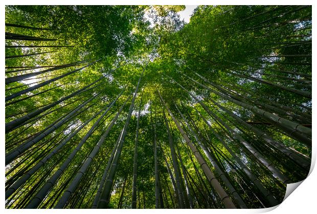 Arashiyama Bamboo forest in Kyoto Print by Mirko Kuzmanovic