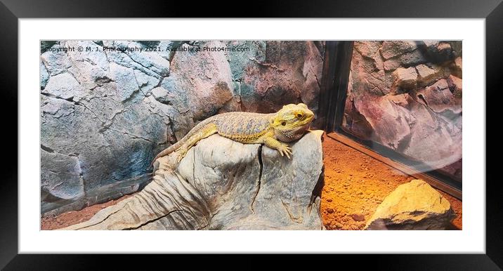 Chameleons or chamaeleons Framed Mounted Print by M. J. Photography