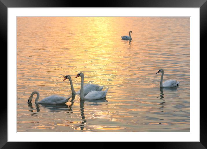 White swans swimming in the Danube river in Belgrade Serbia during sunset Framed Mounted Print by Mirko Kuzmanovic