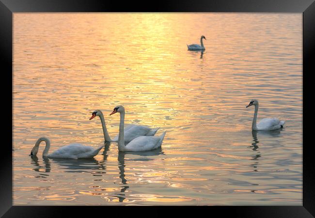 White swans swimming in the Danube river in Belgrade Serbia during sunset Framed Print by Mirko Kuzmanovic