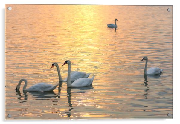 White swans swimming in the Danube river in Belgrade Serbia during sunset Acrylic by Mirko Kuzmanovic