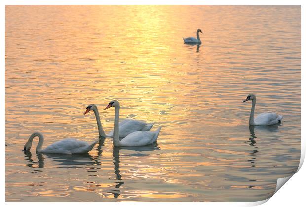 White swans swimming in the Danube river in Belgrade Serbia during sunset Print by Mirko Kuzmanovic