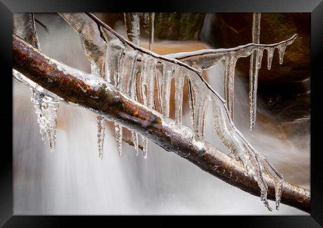 Icicles on a branch Framed Print by Leighton Collins