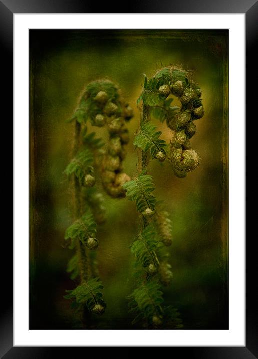 Twins Framed Mounted Print by Mark Robson