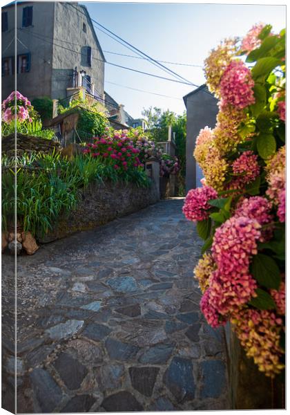narrow flowered alley in Corsica Canvas Print by youri Mahieu