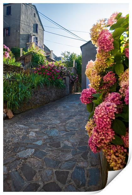 narrow flowered alley in Corsica Print by youri Mahieu
