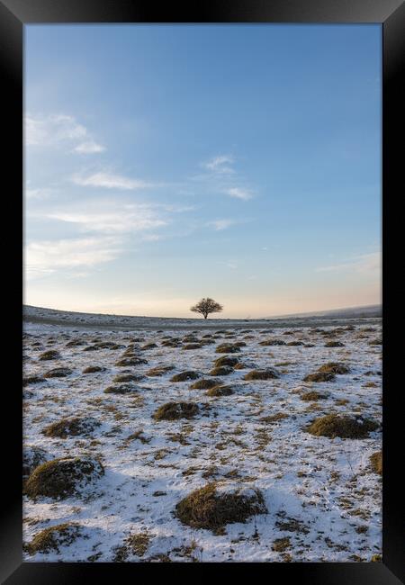 Lone Tree in Winter Framed Print by Graham Custance