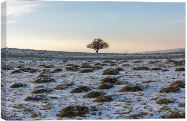 Lone Tree in Winter Canvas Print by Graham Custance