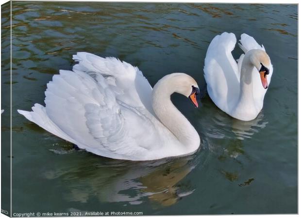 Swans Canvas Print by mike kearns