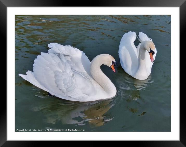 Swans Framed Mounted Print by mike kearns