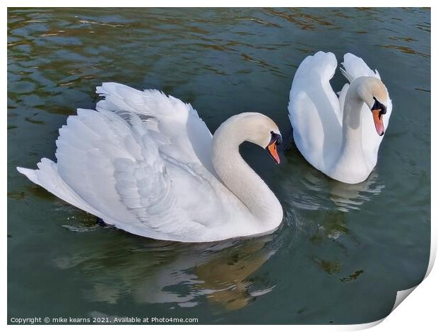 Swans Print by mike kearns