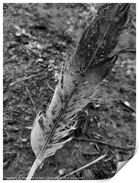 Magpie Feather Print by mike kearns